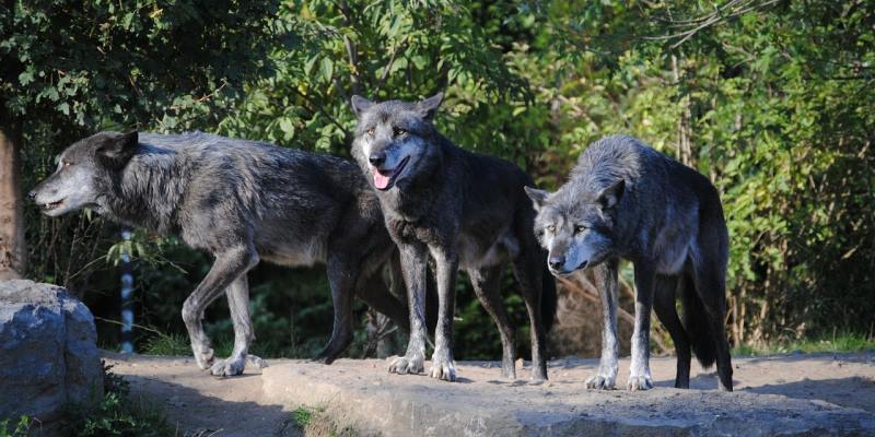 Zwei Wölfe - Blogartikel von Antje Heimsoeth