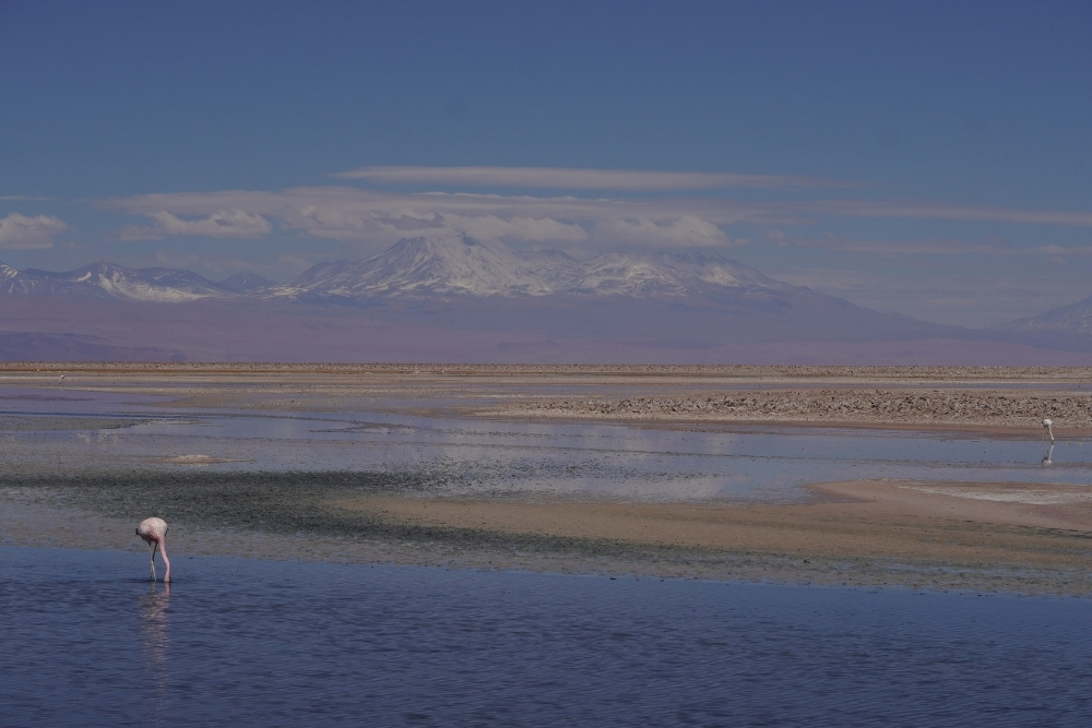 Famingo Schutzgebiet in der Atacama-Wüste